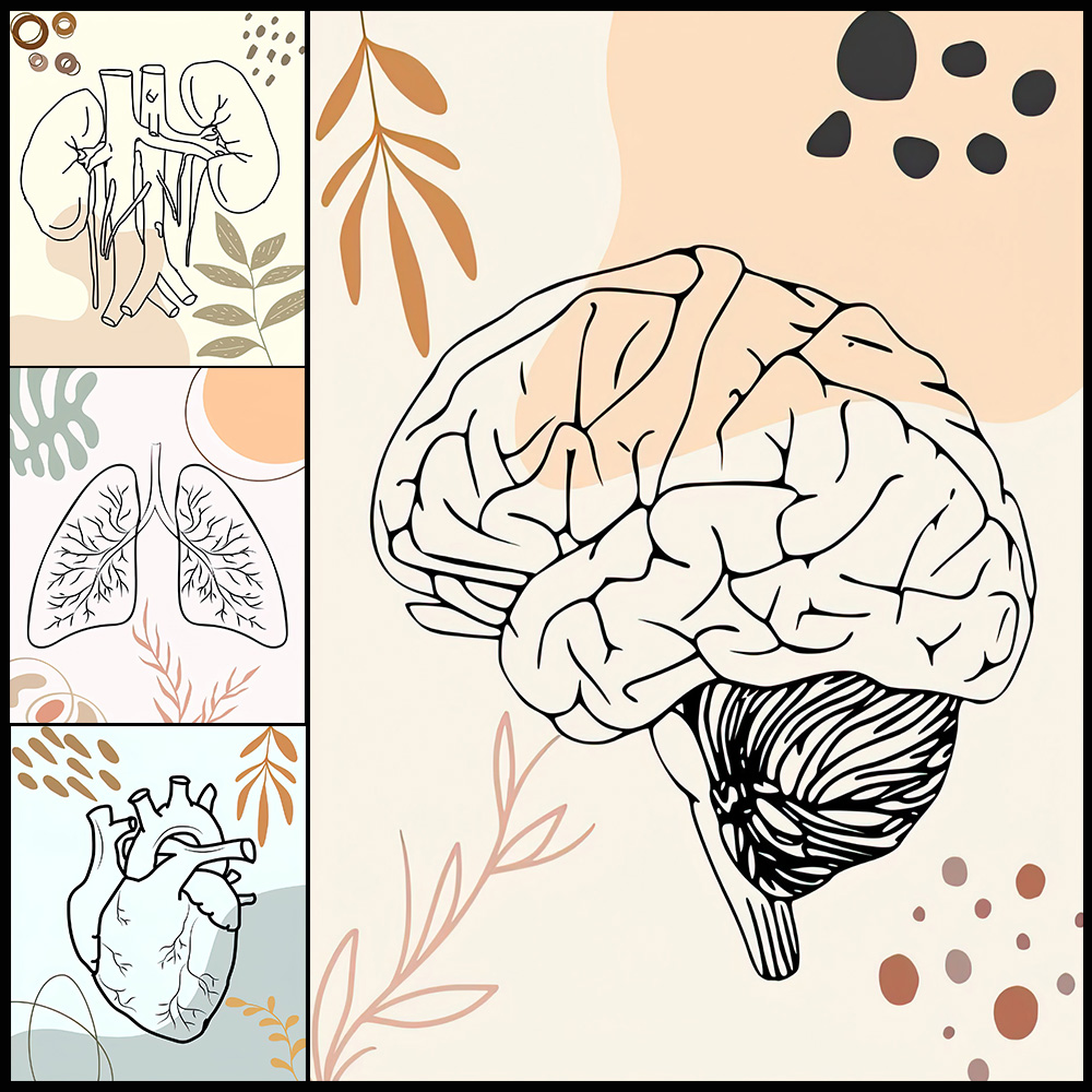 Anatomia humana ciência cérebr - Science Nursery avaliação e preço