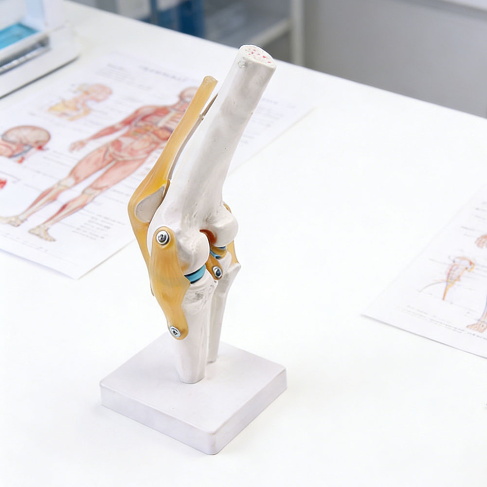 Modelo anatômico de articulaçã - Science Hobbyist avaliação e preço