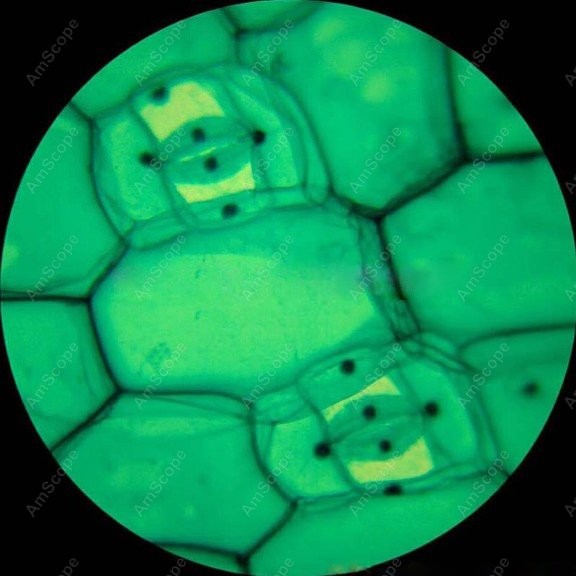 Microscópio Monocular Composto - Microscope Compound 40X avaliação e preço